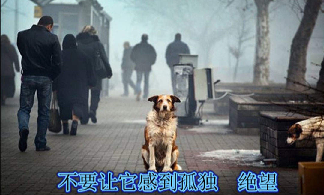 海西海西爱影圈微博微信转发案例